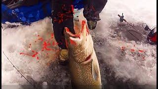 РАЗЪЯРЁННАЯ РЫБА АТАКОВАЛА РЫБОЛОВА ПЕРВЫЙ ЛЁД 2017 2018 Рыбалка зимой Перволедье Щука Атакует зимня