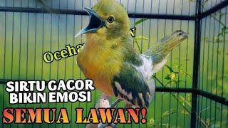 SIRTU/CIPOH GACOR BIKIN EMOSI SEMUA LAWAN!..COBA DAN BUKTIKAN!!#birds #wildlife #birdslover