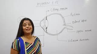 HUMAN EYE AND COLOURFUL WORLD#1 CLASS X- PHYSICS-CLASS 10- NTSE/NEET/IITJEE/OLMPIAD/SSC-SCIENCE