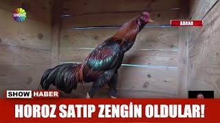 Horoz satıp zengin oldular!