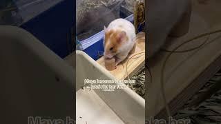 Maya hates this for sure !! #hamstercare #hamstercage #largehamstercage #hamsterenclosure #pets