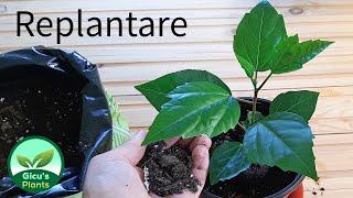 Replantare Trandafir japonez