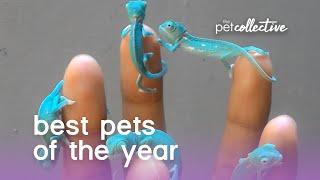 Funniest Pets  Dogs and  Cats - Awesome Funny Pet Animals Videos 2020