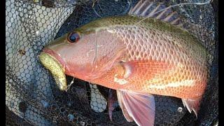 Mangrove Jack Kayak Fishing Mid North Coast NSW. Coffs Harbour