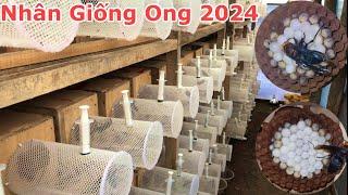 NHÂN GIỐNG ONG / Trại Nhân Giống Ong Bắp Cày 2024 | Trúc Xanh TV