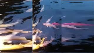 Ikan Koi Besar di Kolam RM Saung Nikmat