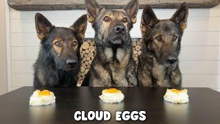 3 German Shepherds Review Foods