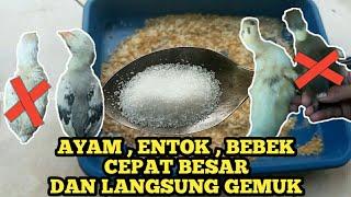 RAMUAN JITU || AYAM,ENTOK,BEBEK CEPET BESAR DAN MLENUK [simple ingredients make poultry fat fast]