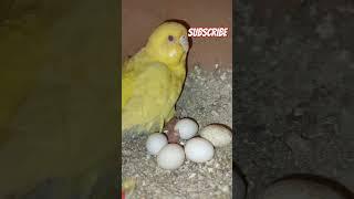 budgie parrot breeding  #budgries