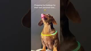 Taking 8 Weenies to the car wash… AT NIGHT!! #dog #dachshund #shorts #viral #tiktok #party