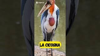 La cicogna