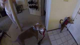 Pitbull and Bengal cat go for a walk