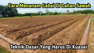 Cara Menanam Cabe Di Lahan Sawah | Tips Agar Cabe tumbuh subur