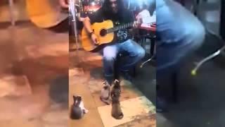 Adorable video shows busker performing to group of kittens in Malaysia