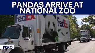 DC’s new giant pandas arrive at new home at National Zoo