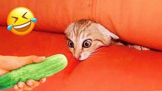 Funniest Animals 2023  New Funny Cats and Dogs Videos  Part 7