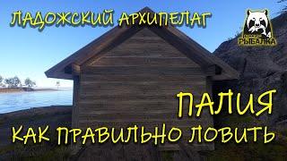 Русская рыбалка 4. рр4. Ладожский архипелаг. Как правильно ловить палию?