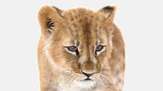 Rigged Furry Lion Cub or Baby Lion 3D Model | @PROmax3D