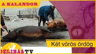 2. - Disznóvágás - sül a hús - 45 perc alatt töpörtyű -Délibáb Tv- pig slaughter