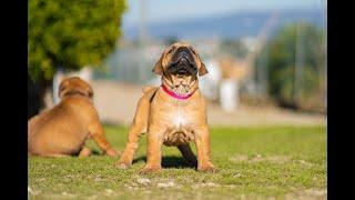 South African Mastiff Boerboel Puppies For Sale