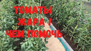 Чем опрыскать томаты в жару чтобы не потерять урожай. Способы снижения температуры в теплице.