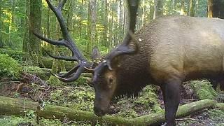 MONSTER BOONE AND CROCKETT ROOSEVELT ELK Record bulls