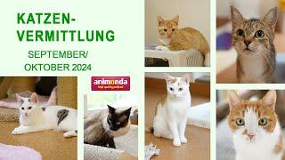 Katzenvermittlung - September/Oktober 2024 (Tierheim Hannover TV)