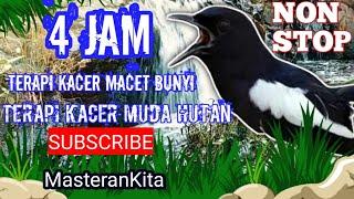 Terapi KACER MACET BUNYI dan KACER MUDA HUTAN