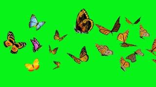 butterfly green screen effects footage animation | butterfly effects chroma key