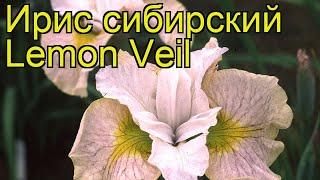 Ирис сибирский Лемон Вейл. Краткий обзор, описание характеристик iris sibirica Lemon Veil