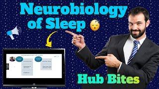 Neurobiology of Sleep - Circadian Rhythms, Sleep-Wake Cycle and Insomnia