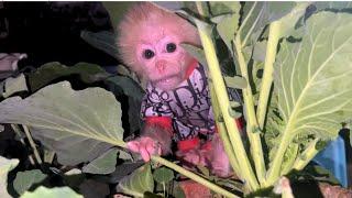 Great idea monkey and dad grow vegetables at home and the unexpected happened