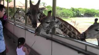 Safari World Giraffe Feeding