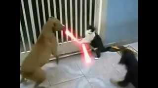 Jedi Cat with lightsabers - Fights off Dogs