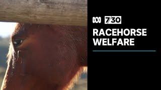 Horse racing industry figures reveal plan to improve racehorse welfare | 7.30