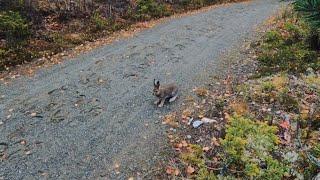 Harejakt i Valdres