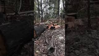 Gippsland spring Firewood collection 2020 #Got Wood!