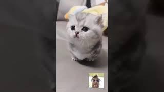 VictorTheMisanthrope reacts to “Cute baby kitten meow ️” (Lovelykittens585) #cutekittensvides