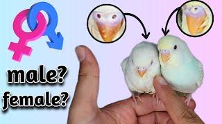 Determine Budgie Gender: The Easiest Way (Avoid Breeding Mistakes)