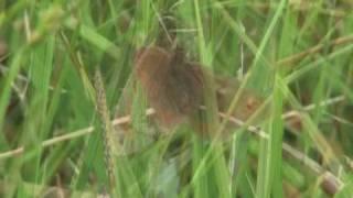 Mountain Ringlet Butterfly