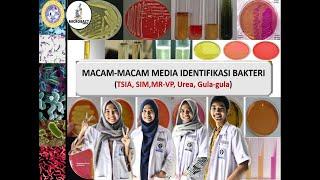 MEDIA IDENTIFIKASI UNTUK BAKTERI (TSIA, SIM, MR-VP, Urea, Gula-gula)