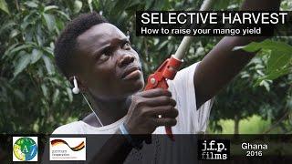 Selective Harvest - How to raise your mango yield