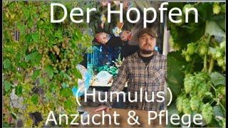 Der Hopfen - Schnellwüchsige Kletterpflanze für zuhause: Wissenswertes, Anzucht & Pflege des Humulus