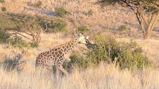 Giraffes in Lewa