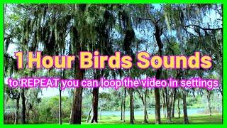 BIRD SOUNDS ASMR @ LAKE 1 hr for Sleeping, Study & Relax Better Quality | KCe Sounds