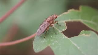 Mouche à truffe (Suillia gigantea)