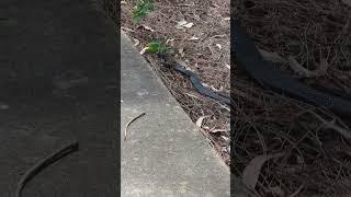 ANOTHER CLOSE ENCOUNTER WITH A RED BELLY SNAKE