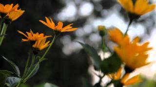 Video Bokeh - Summer Flowers (Canon EOS 60D HD Video)