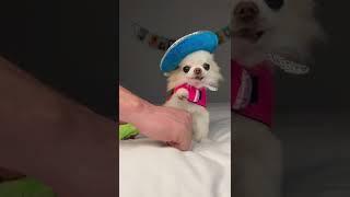 I'm a Cha-Cha-Chihuahua Cedric, the SMALLEST dog  #Chihuahua #Dog #FunnyDog