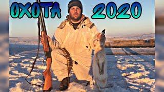 Охота на зайца 2020!Ждали Косулю а пришёл заяц!